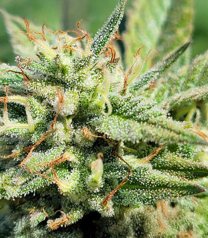 Roślina odmiany Kush Mints Fast Version – Seedkeepers – zdjęcie 7