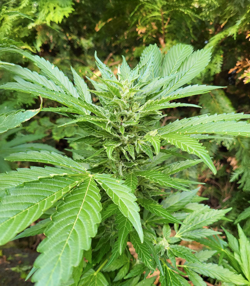 Roślina odmiany Lemon Jack Autoflower – Seedkeepers – zdjęcie 5