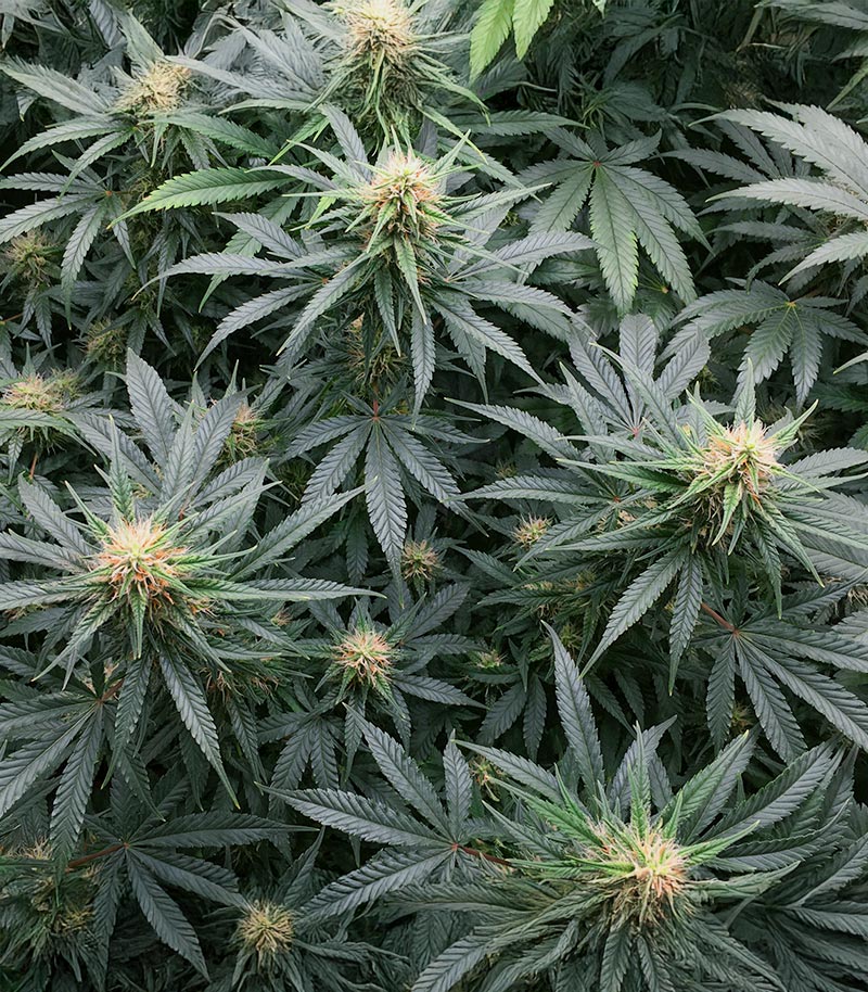Roślina odmiany Northern Lights 10 of 10 – zdjęcie 6