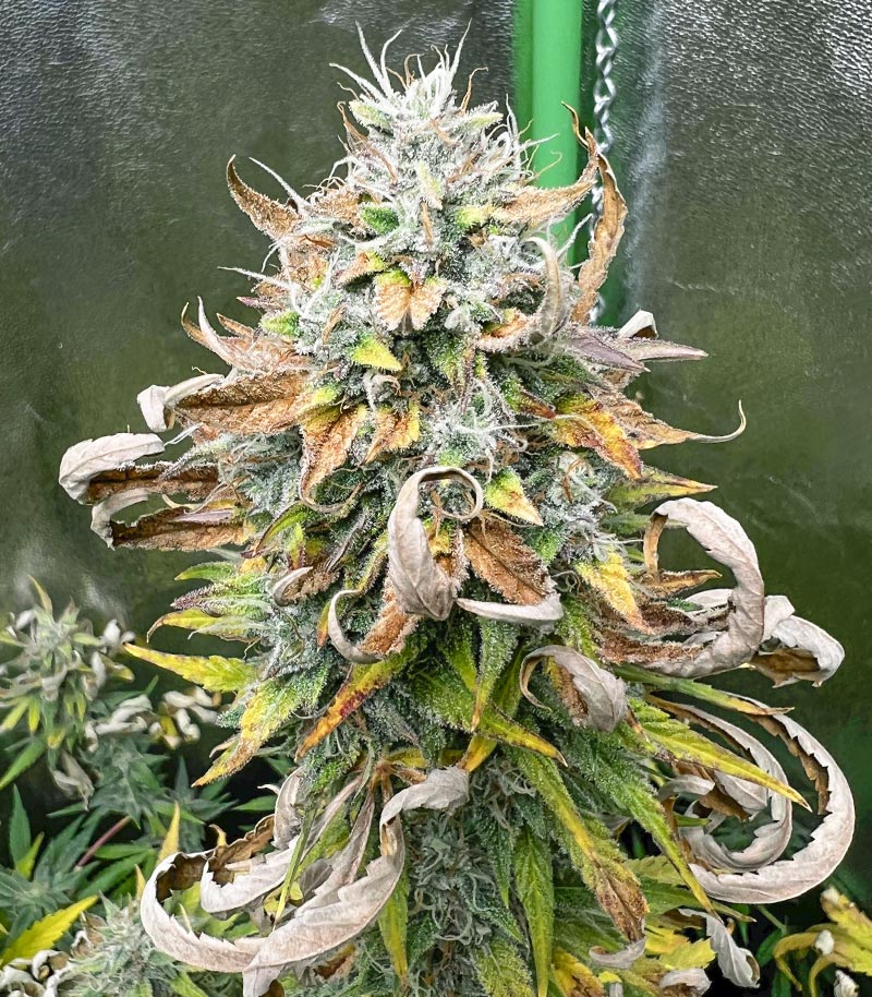 Roślina odmiany Purple Juice Auto – zdjęcie 4