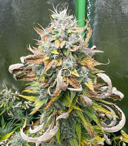 Roślina odmiany Purple Juice Auto – zdjęcie 4