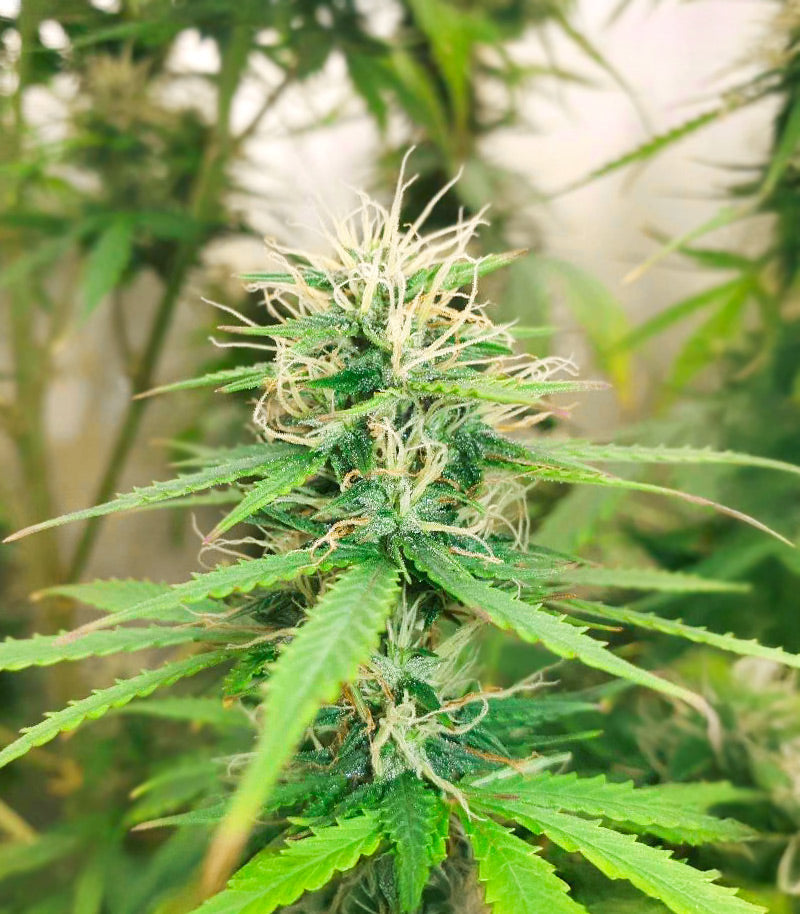 Roślina odmiany Auto Super OG Kush – zdjęcie 3