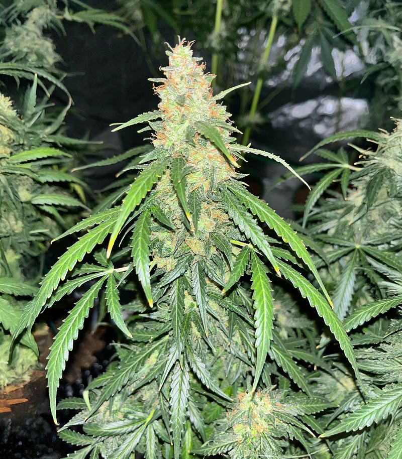 Roślina odmiany Auto GG#4 Original Glue F1 – Seedkeepers – zdjęcie 5