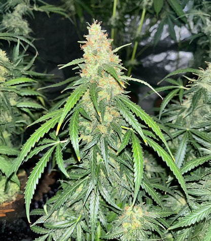 Roślina odmiany Auto GG#4 Original Glue F1 – Seedkeepers – zdjęcie 5