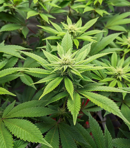 Roślina odmiany Sour Diesel – Barney's Farm – zdjęcie 7