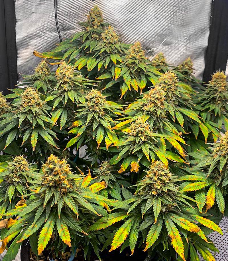 Roślina odmiany OG Kush Fast Version – zdjęcie 3