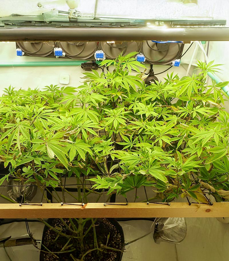 Roślina odmiany Ghost Train Haze – Seedkeepers – zdjęcie 4