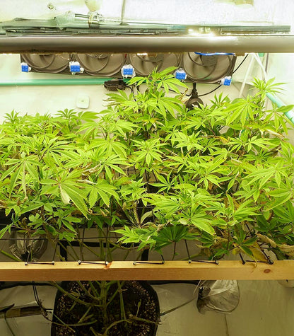 Roślina odmiany Ghost Train Haze – Seedkeepers – zdjęcie 4