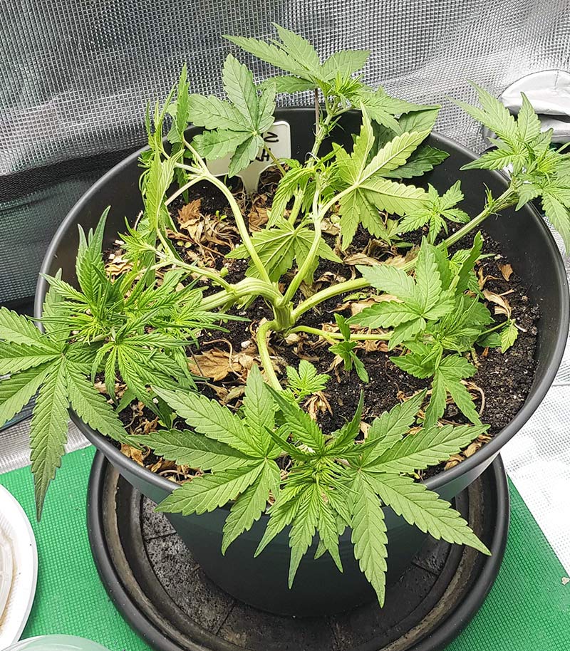 Roślina odmiany Skywalker Haze – zdjęcie 19