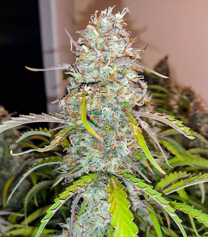 Roślina odmiany Black Herer Autoflower – zdjęcie 6
