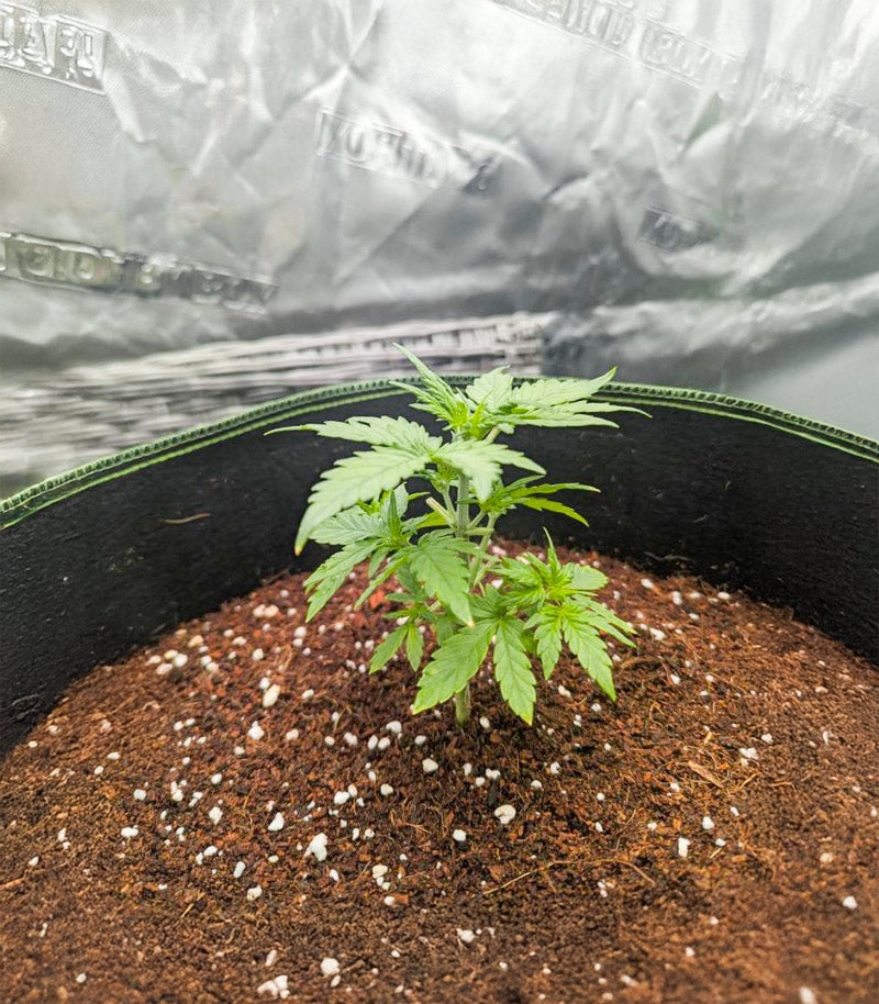 Roślina odmiany Candy Cane Mango Autoflower – zdjęcie 4
