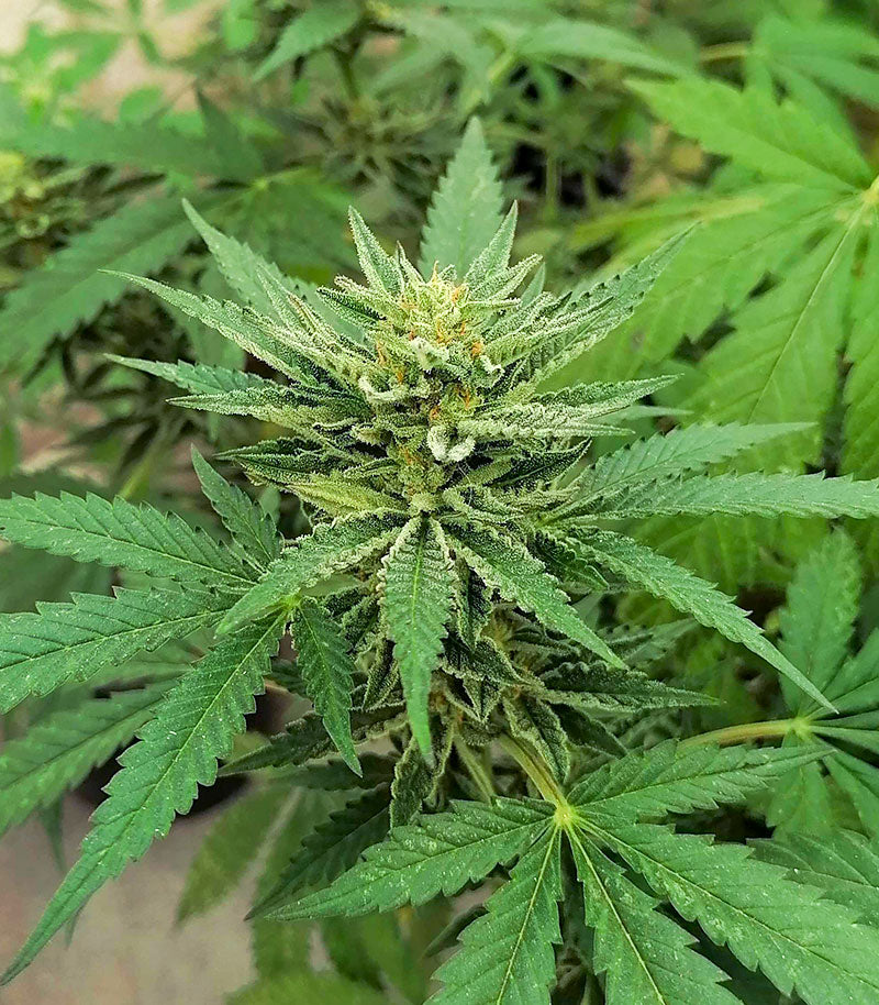 Roślina odmiany Gorilla Cookies Fast Flowering – zdjęcie 5