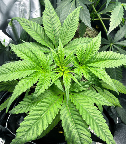 Roślina odmiany Jelly Donutz Autoflower – zdjęcie 3