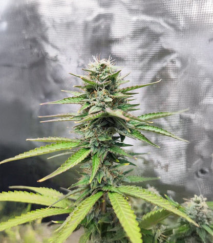 Roślina odmiany White Widow × White Fire OG Autoflower – zdjęcie 6
