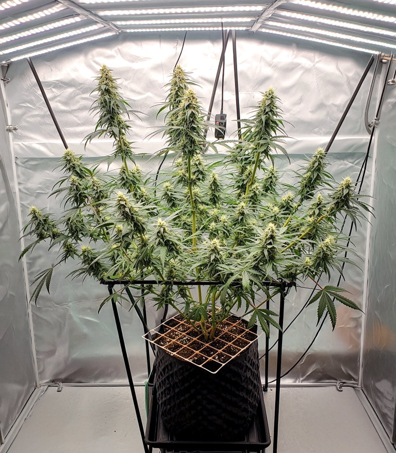 Roślina odmiany Zoap – zdjęcie 5