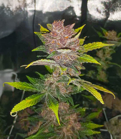 Roślina odmiany Purple Lemonade Poison Autoflower – zdjęcie 3