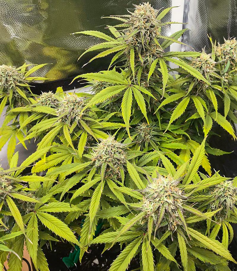 Roślina odmiany Acid Rain Autoflower – zdjęcie 4