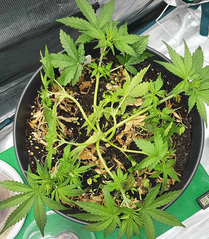 Roślina odmiany Skywalker Haze – zdjęcie 15