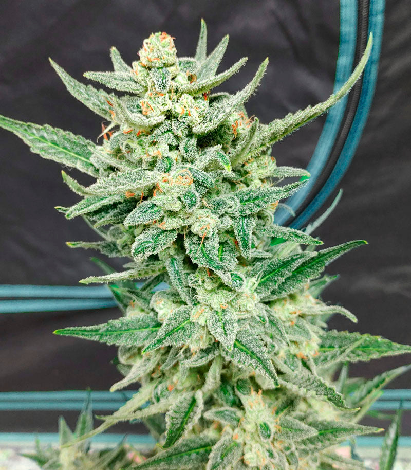 Roślina odmiany Strawberry Banana Auto – zdjęcie 4