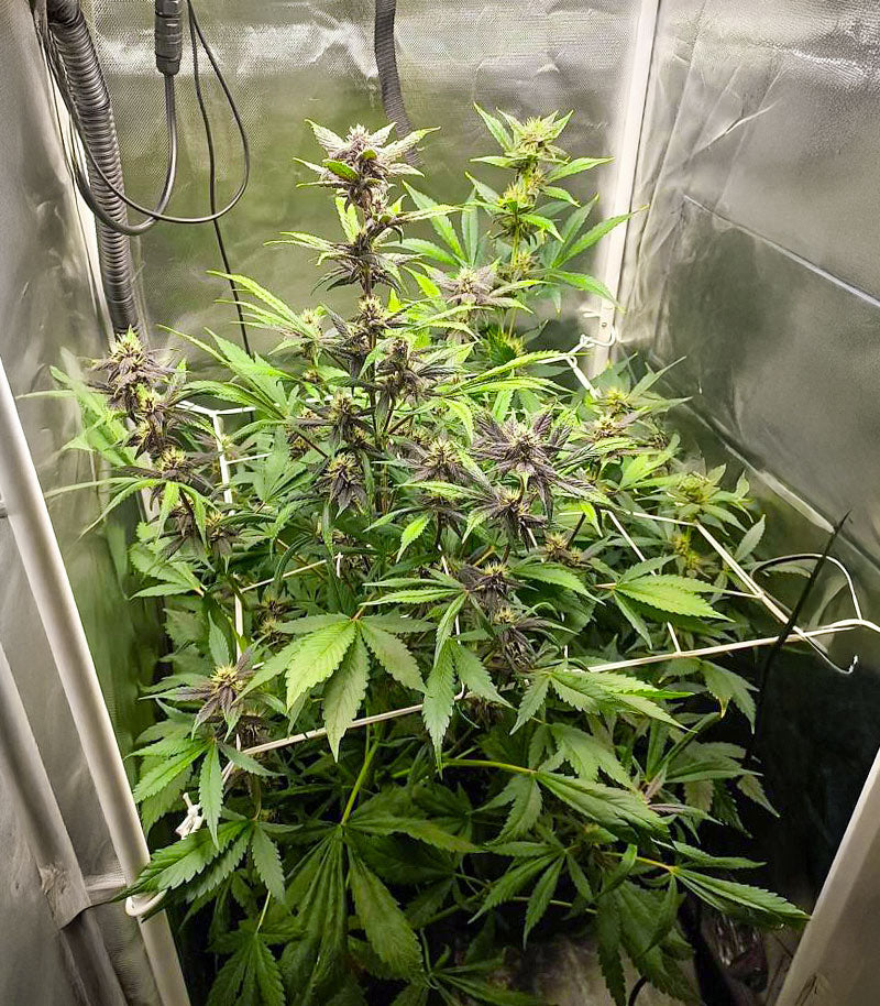 Roślina odmiany Purple Lemonade Poison Autoflower – zdjęcie 4