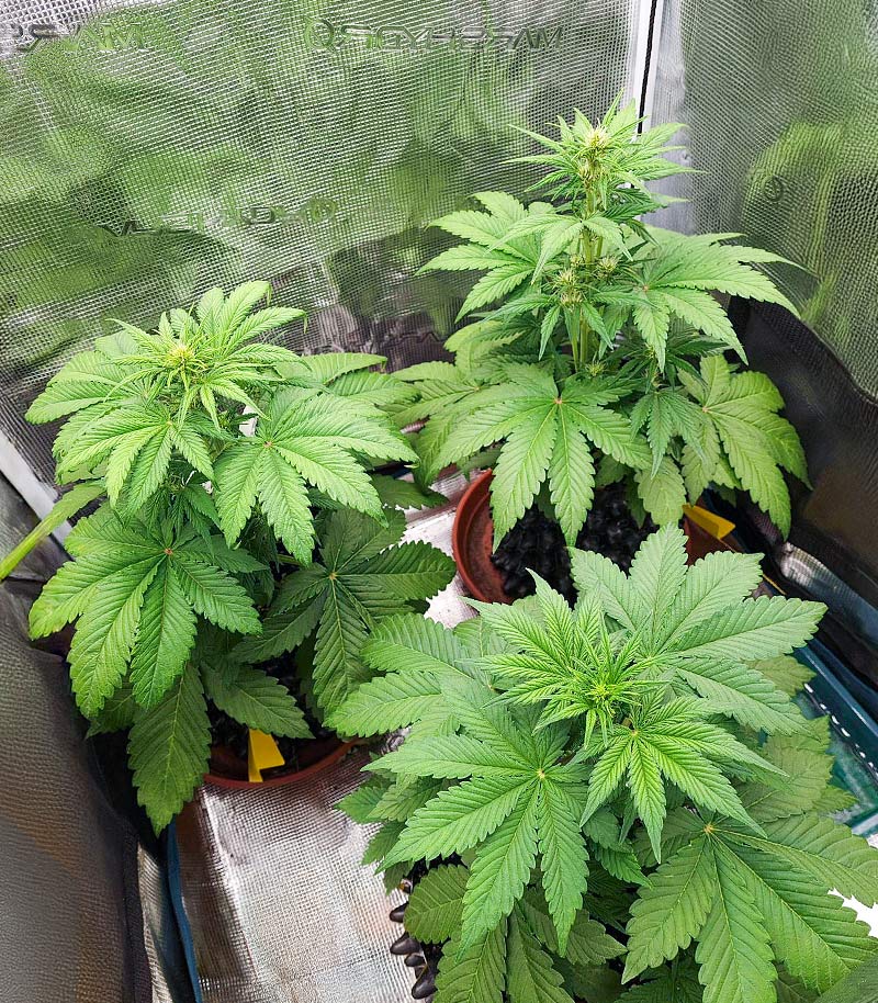 Roślina odmiany Lemon Cherry Cookies Auto – zdjęcie 7