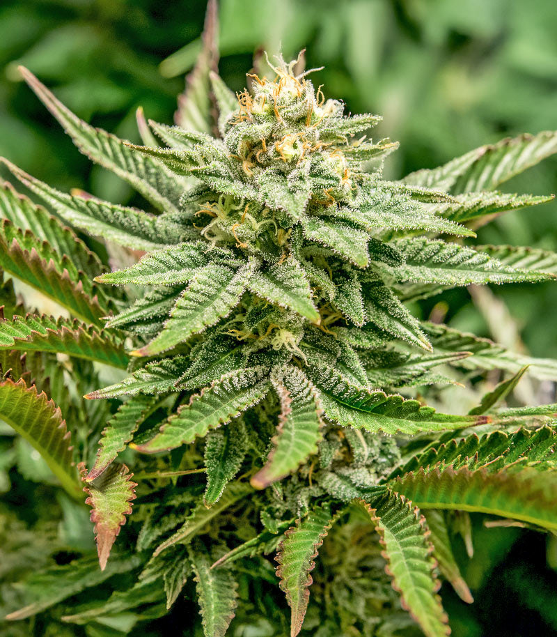 Roślina odmiany 1-800-Cinderella-99 Autoflower – zdjęcie 3