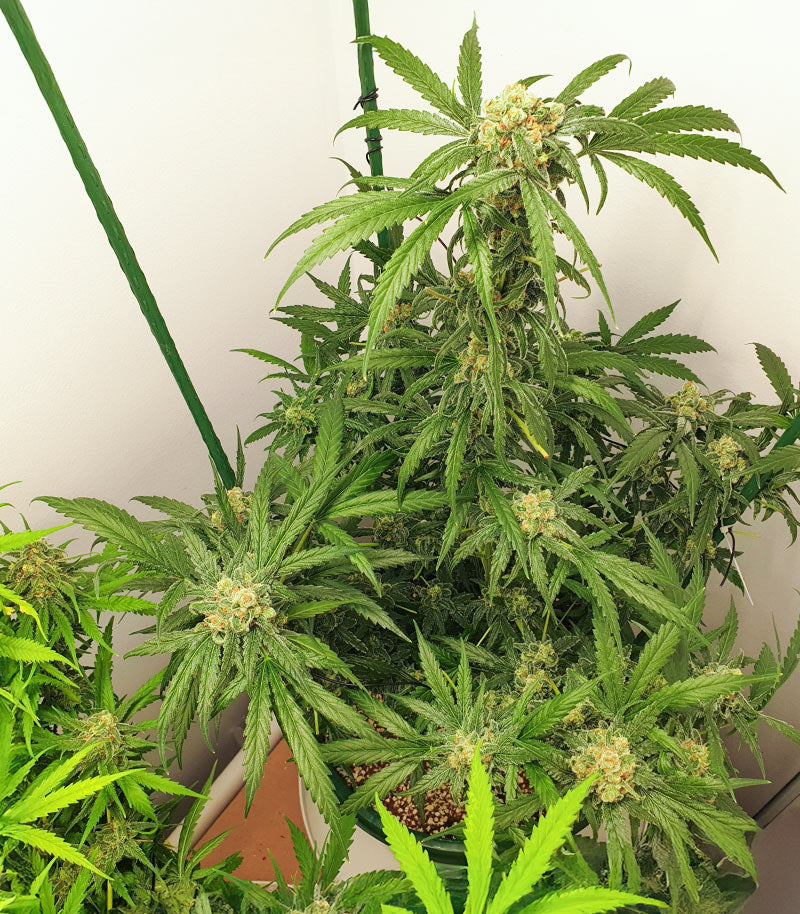Roślina odmiany 1-800-Cinderella-99 Autoflower – zdjęcie 6