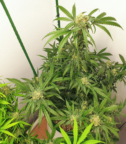 Roślina odmiany 1-800-Cinderella-99 Autoflower – zdjęcie 6