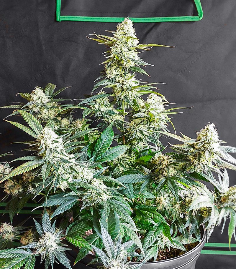 Roślina odmiany Candy Kush Fast Version – zdjęcie 4