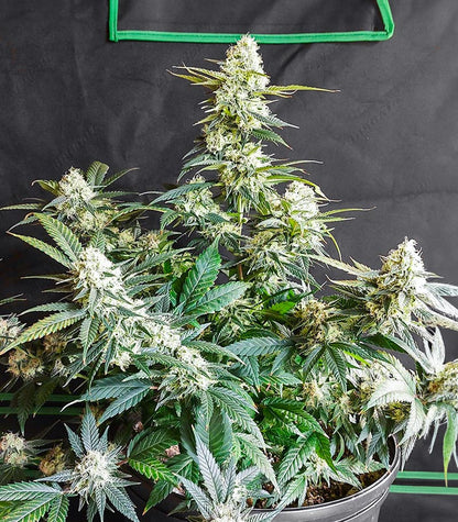 Roślina odmiany Candy Kush Fast Version – zdjęcie 4
