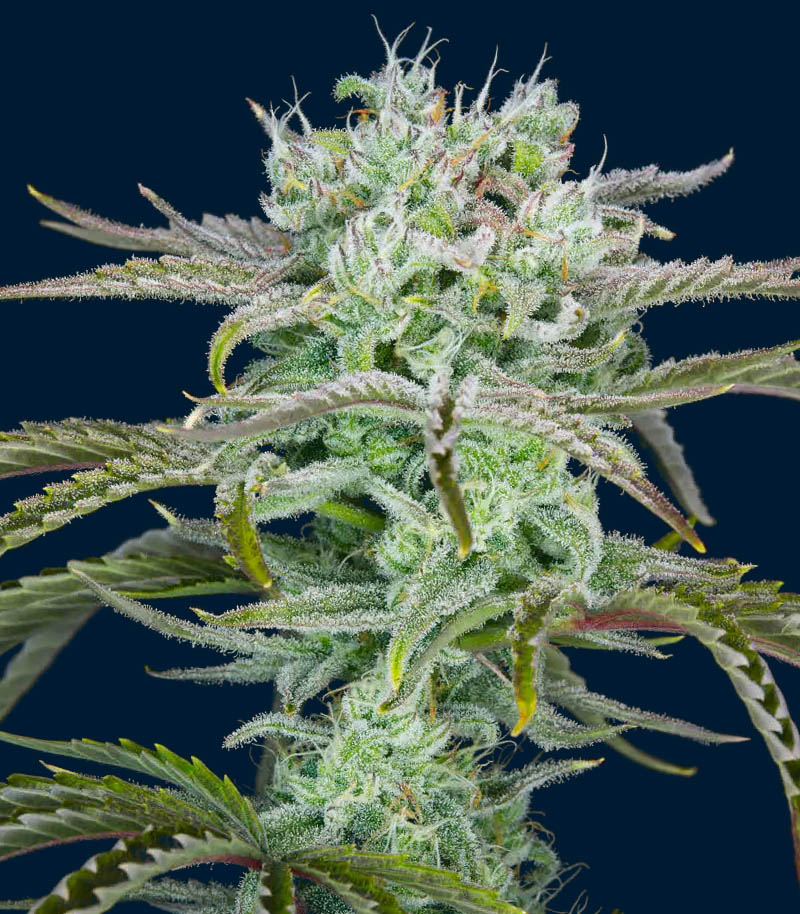 Roślina odmiany Strawberry Banana Auto – zdjęcie 6
