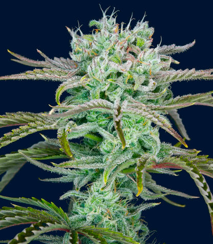 Roślina odmiany Strawberry Banana Auto – zdjęcie 6
