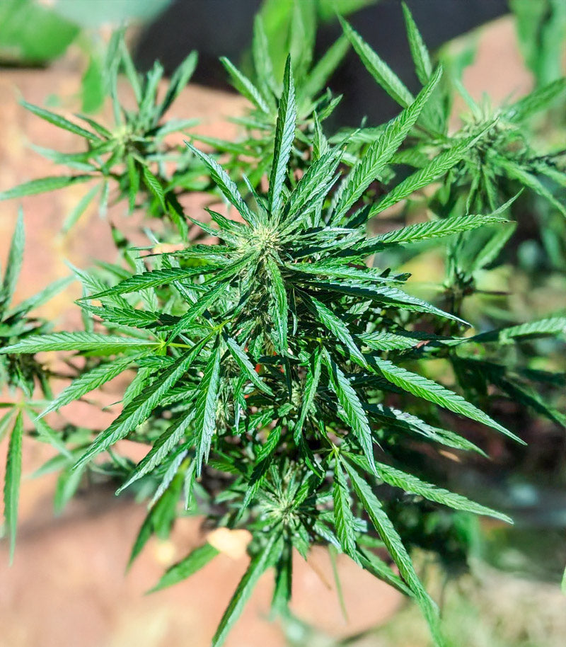 Roślina odmiany OG Kush Autoflower – zdjęcie 4