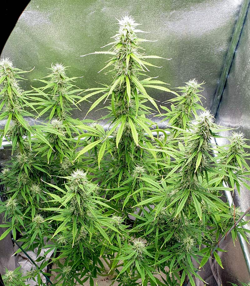 Roślina odmiany Girl Scout Cookies Auto – zdjęcie 3