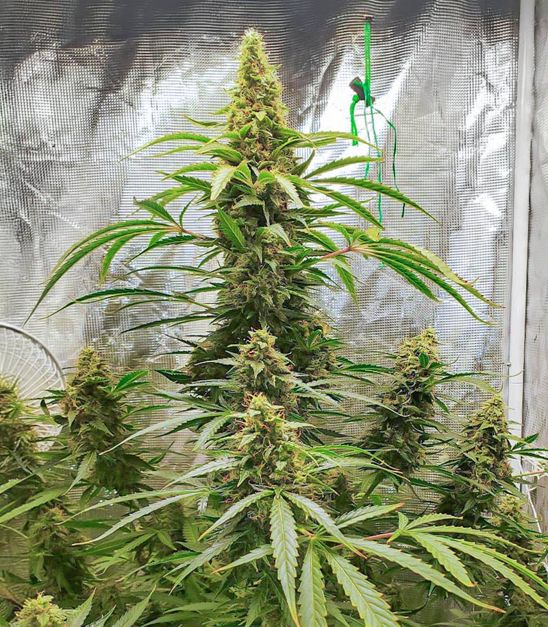 Roślina odmiany Gorilla Purple Autoflower – zdjęcie 6