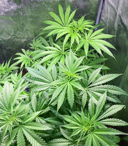 Roślina odmiany Green Crack Punch (Green Punch) – zdjęcie 3