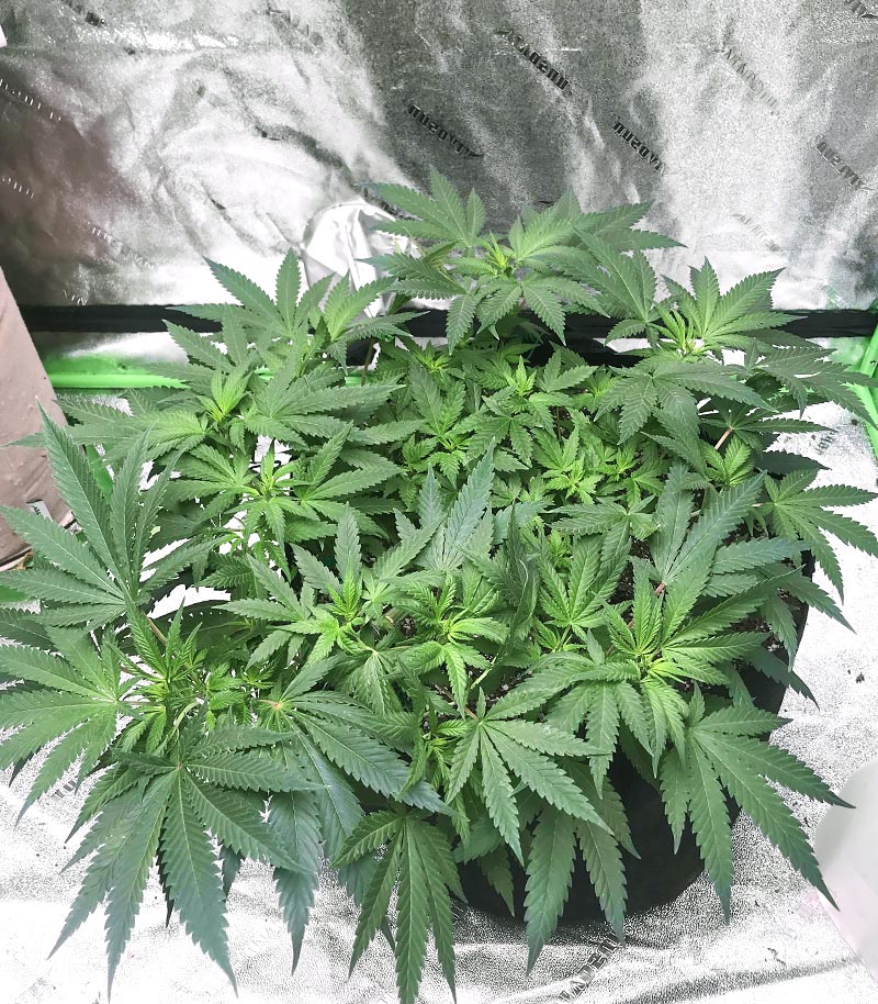 Roślina odmiany Grandmommy Purple – zdjęcie 5