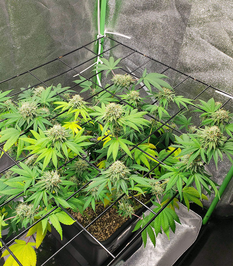 Roślina odmiany Purple Punch × Lemon Drizzle – zdjęcie 5