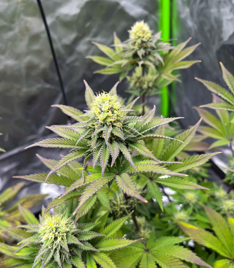 Roślina odmiany Girl Scout Cookies – Barney's Farm – zdjęcie 5