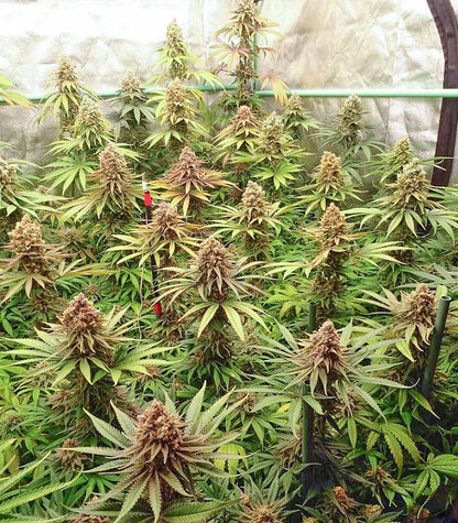 Roślina odmiany Green Crack Punch (Green Punch) – zdjęcie 4