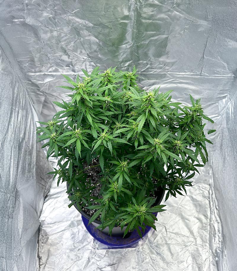 Roślina odmiany Also Know 47 Autoflower – zdjęcie 7