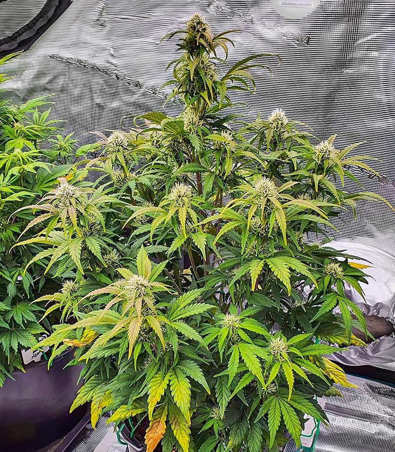 Roślina odmiany Scarlet Skunk Autoflower – zdjęcie 4
