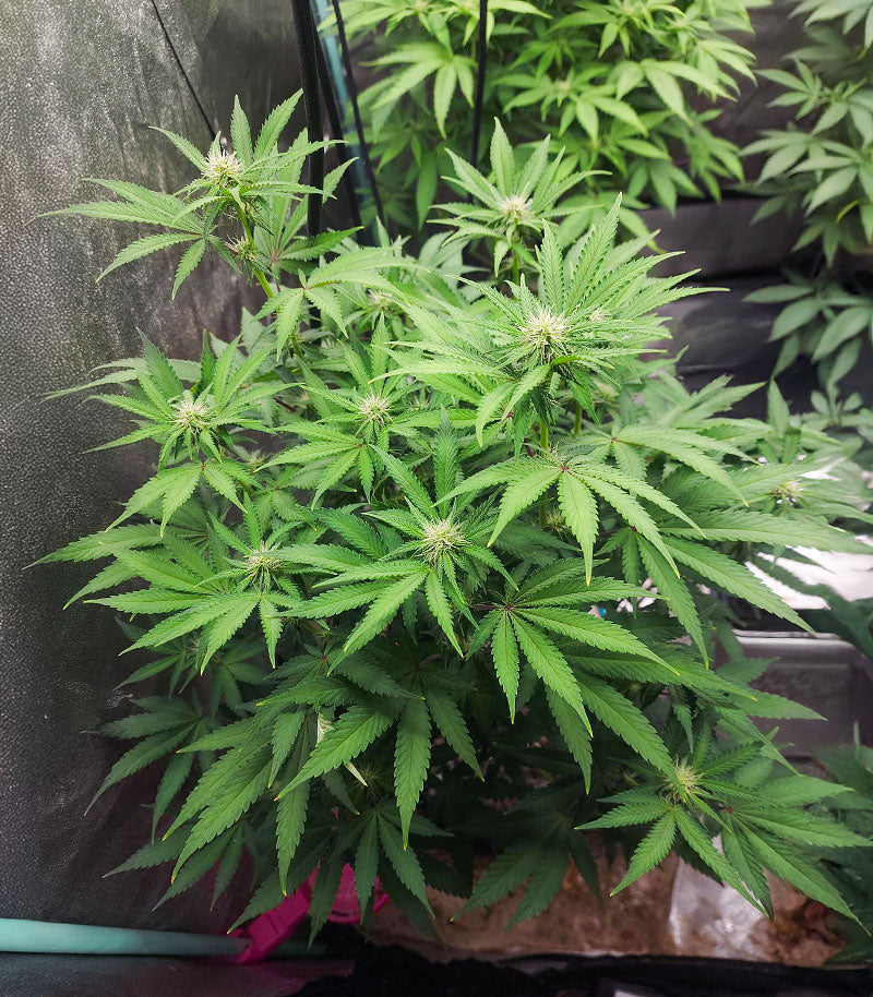 Roślina odmiany Humboldt Headband Autoflower – zdjęcie 5