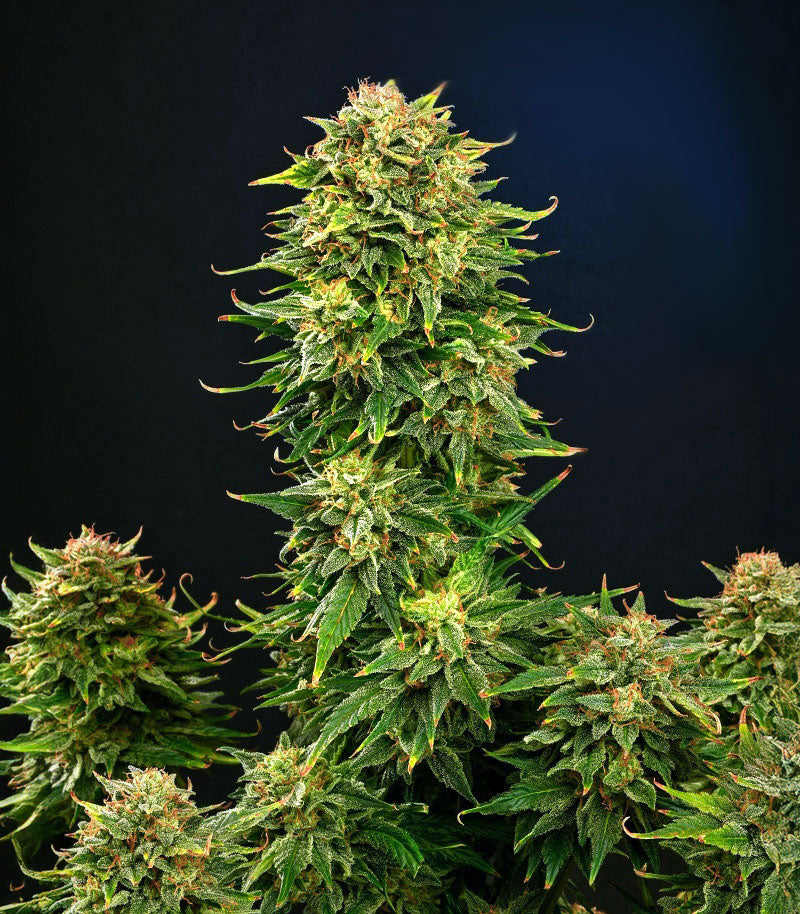 Roślina odmiany Dream Queen Autoflower – zdjęcie 7