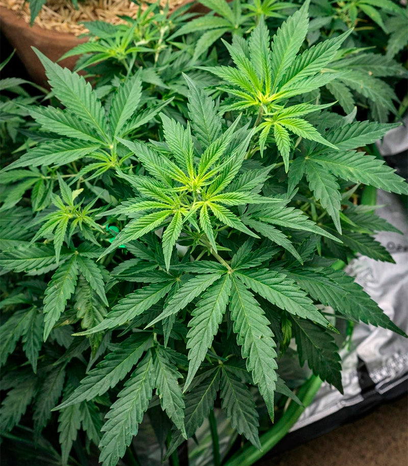 Roślina odmiany Super Lemon Cloud Auto – zdjęcie 3