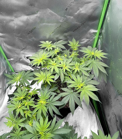 Roślina odmiany Florida Sunrise Autoflower – zdjęcie 4