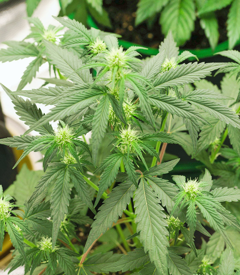 Roślina odmiany Godzilla Original Glue GG#4 – zdjęcie 5