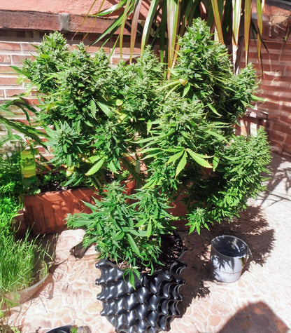 Roślina odmiany Also Know 47 Autoflower – zdjęcie 4