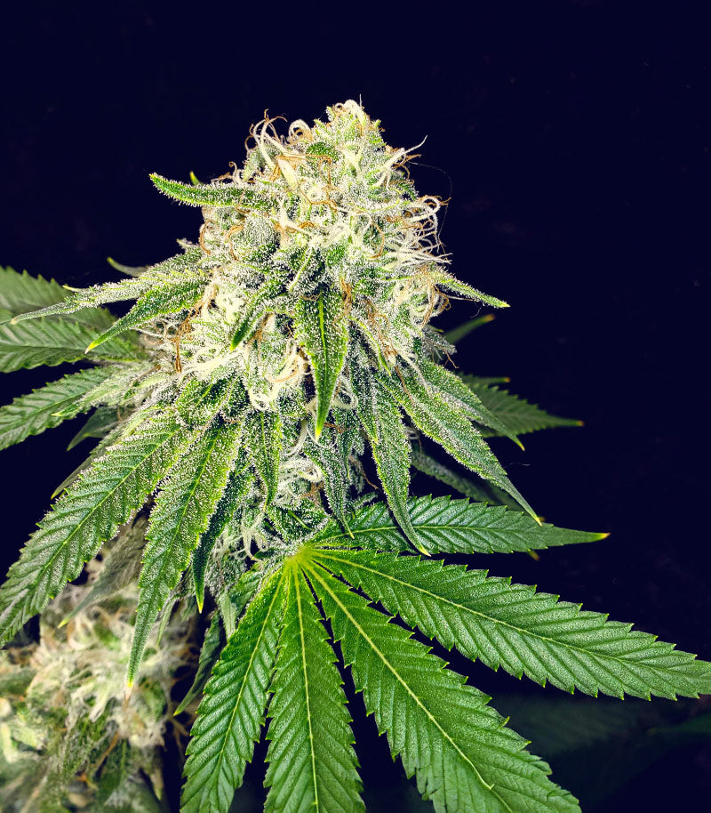 Roślina odmiany Purple Punch × Lemon Drizzle – zdjęcie 6