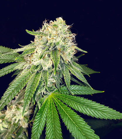 Roślina odmiany Purple Punch × Lemon Drizzle – zdjęcie 6